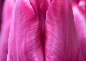 Tulipa Avalon ® (3)